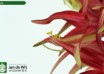 hippeastrum Quito (3)
